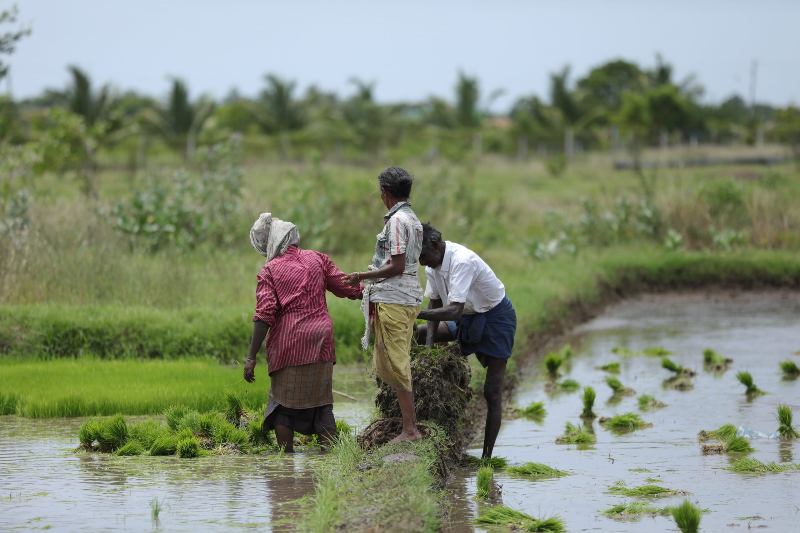 Guru Moorthy Gokul/Unsplash