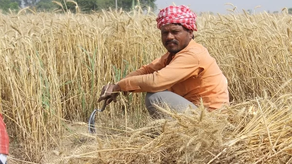https://www.needpix.com/photo/378294/wheat-fields-punjab-patiala-men-farmer-india-people-field-labor