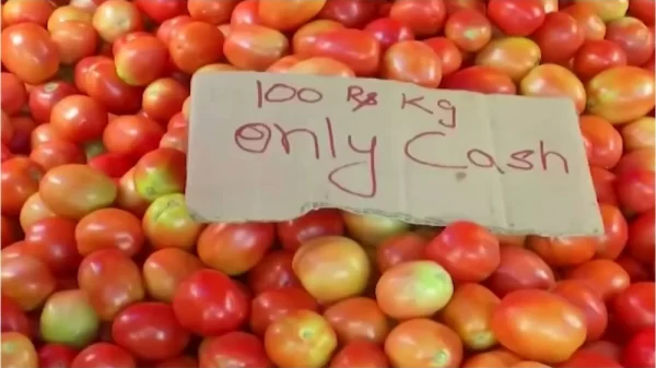 tomato