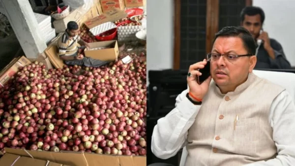 DHAMI APPLE
